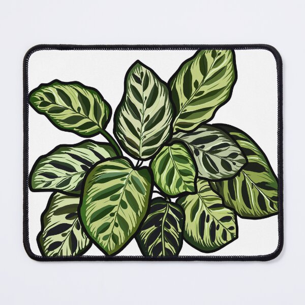 Item preview, Detailed digital illustration of a calathea designed and sold by SaraCaos.