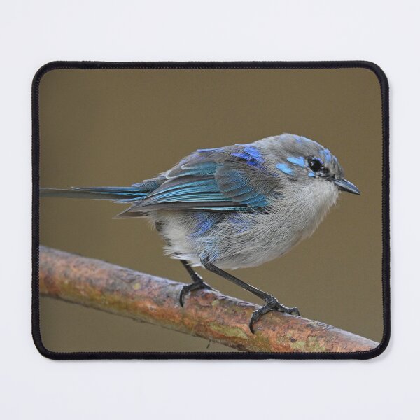 Item preview, Splendid Fairy Wren designed and sold by BroomstickMagic by Dani Musicka.