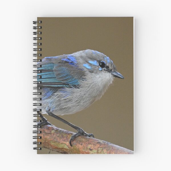 Item preview, Splendid Fairy Wren designed and sold by BroomstickMagic by Dani Musicka.