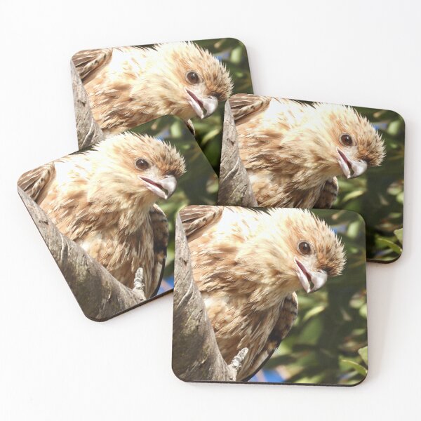 Item preview, Whistling Kite at Kingfisher bay K'gari  designed and sold by Mark Grimsley.