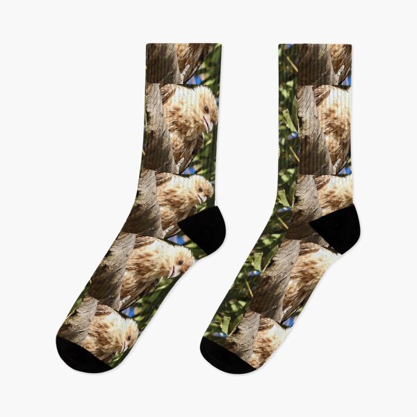 Item preview, Whistling Kite at Kingfisher bay K'gari designed and sold by Mark Grimsley.