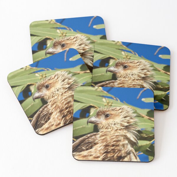 Item preview, Whistling Kite at Kingfisher bay K'gari side on designed and sold by Mark Grimsley.