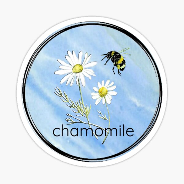 Item preview, Herbology apothecary hand drawn chamomile with bumblebee  designed and sold by MiFree.