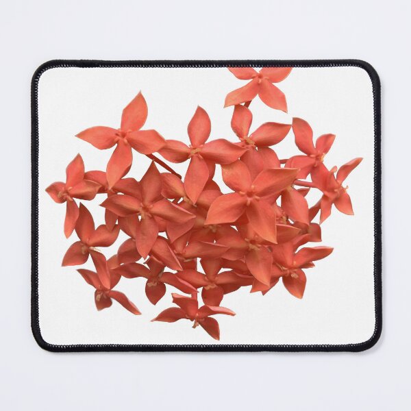Item preview, red ixora flowers isolate on white background, red tropical flower in Thailand designed and sold by pipikijung.
