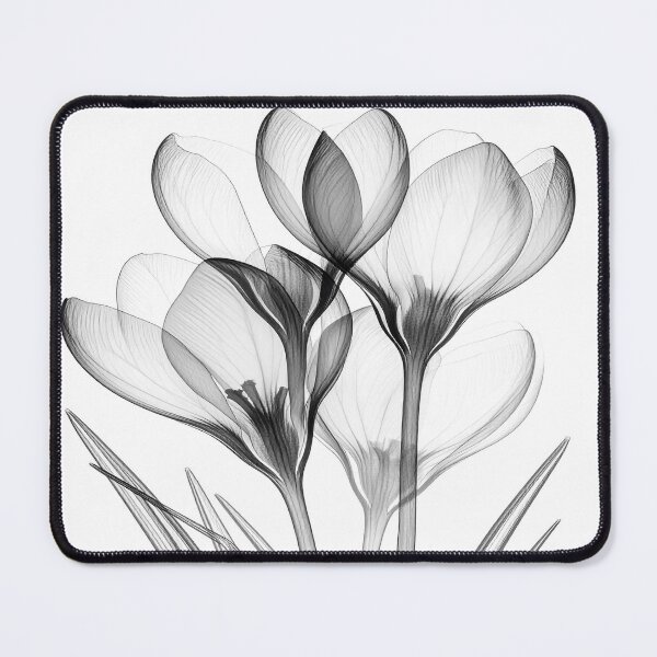 Item preview, X-ray style crocus flowers 4 crocuses designed and sold by LiskoDesign.