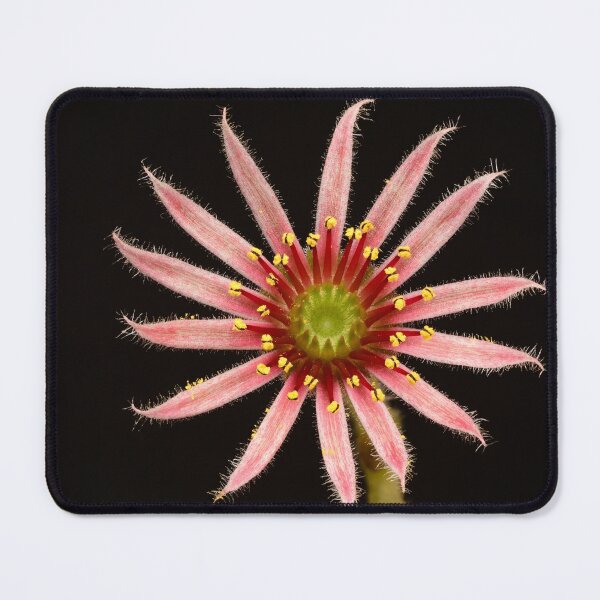 Item preview, Cactus Flower Macro of Pink Succulent Flower Bloom Plant Photography designed and sold by Goiko7Margarita.