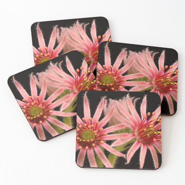 Item preview, Two Succulent Flowers Pink Succulent Bloom Cactus Echeveria designed and sold by Goiko7Margarita.