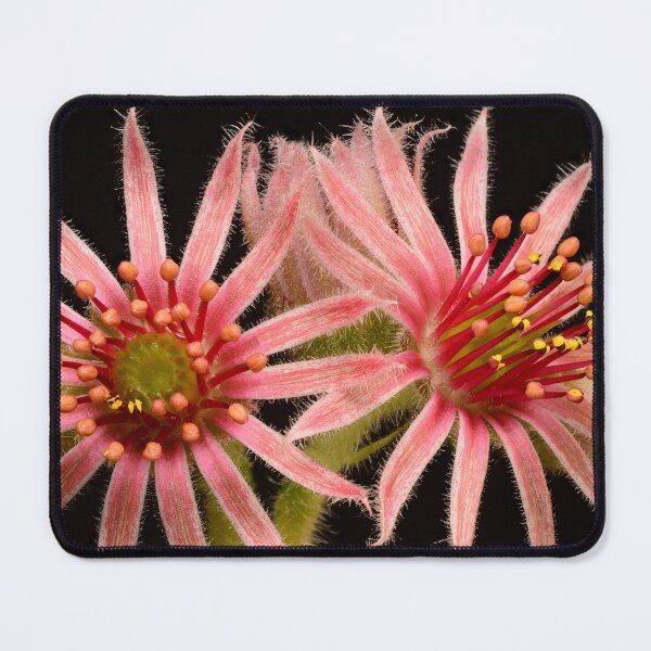 Item preview, Two Succulent Flowers Pink Succulent Bloom Cactus Echeveria designed and sold by Goiko7Margarita.