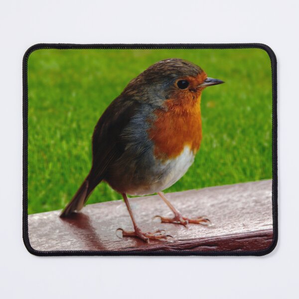 Item preview, Close up profile of a robin designed and sold by ChimaGraphics.