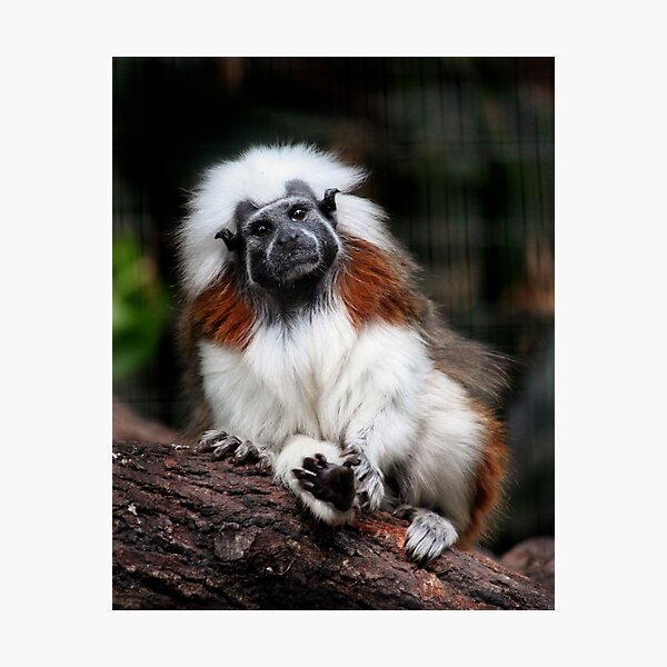Item preview, Tiny Tamarin designed and sold by Blaze66.