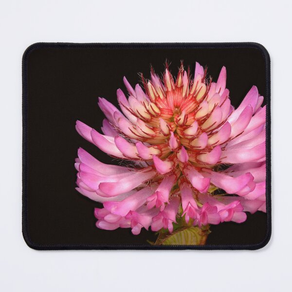 Item preview, Pink Petals Wildflower Close-up of Alpine Clover in Bloom designed and sold by Goiko7Margarita.