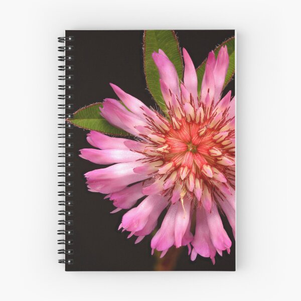 Item preview, Macro of Alpine Clover Wildflower Pink Flower designed and sold by Goiko7Margarita.