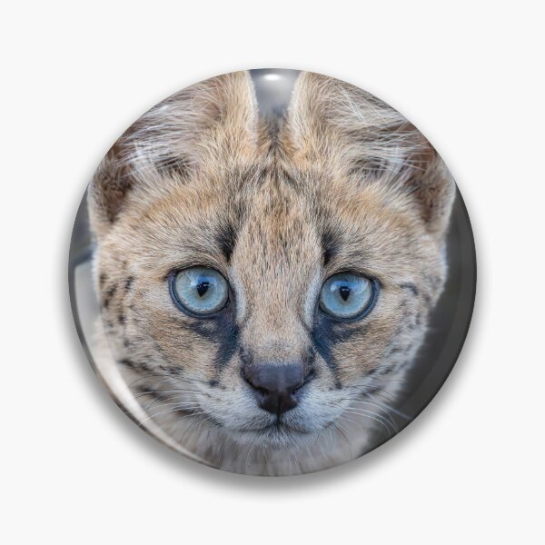 Item preview, Serval Cat 3 in the Masai Mara Kenya designed and sold by PhotoArt by Joan Carroll.
