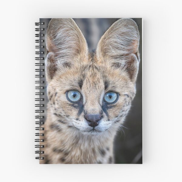 Item preview, Serval Cat 3 in the Masai Mara Kenya designed and sold by PhotoArt by Joan Carroll.