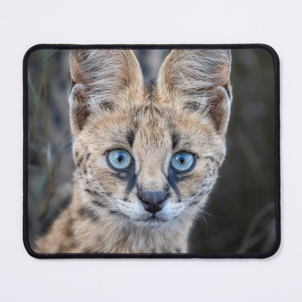 Item preview, Serval Cat 3 in the Masai Mara Kenya designed and sold by PhotoArt by Joan Carroll.