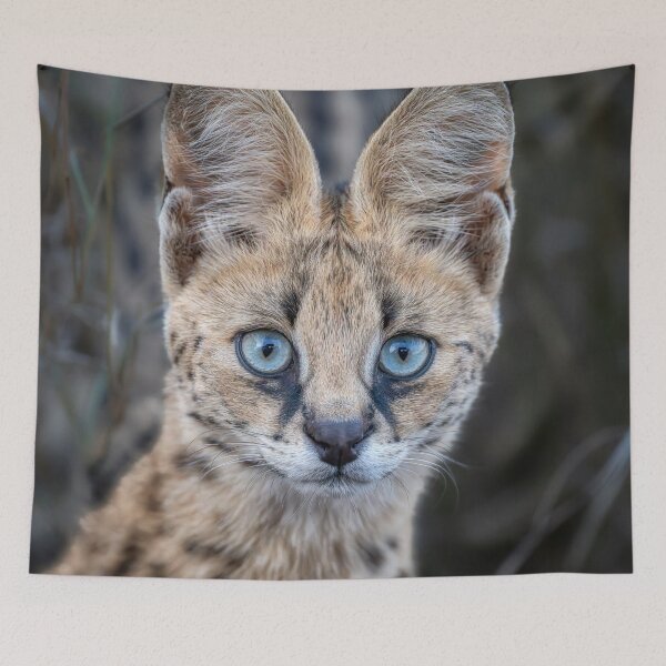 Item preview, Serval Cat 3 in the Masai Mara Kenya designed and sold by PhotoArt by Joan Carroll.