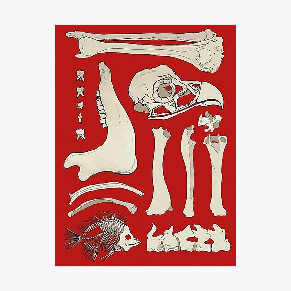 Nothing But Bones Photographic Print