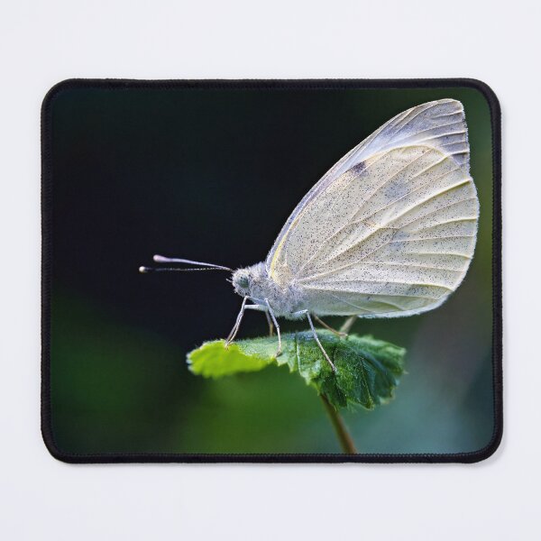 Item preview, small white butterfly macro designed and sold by Tom McPherson Photography.