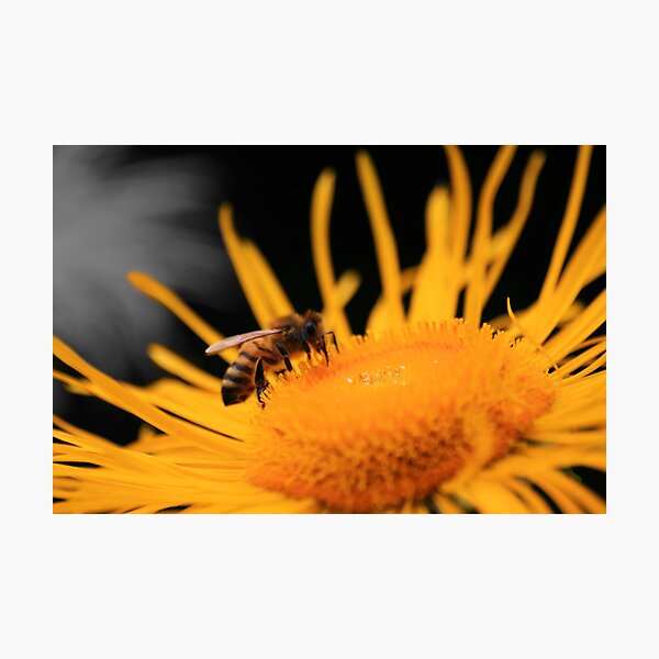 Flower Raider Photographic Print