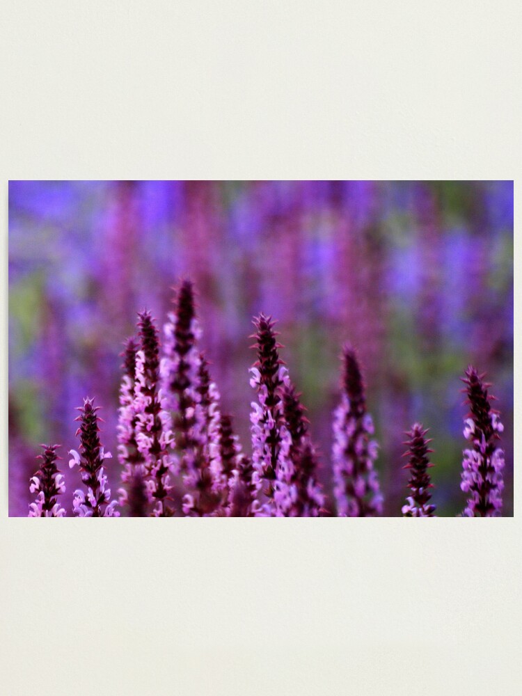 Alternate view of What The Impressionists Saw Photographic Print