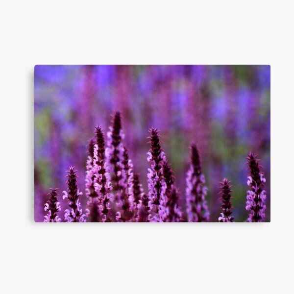 What The Impressionists Saw Canvas Print