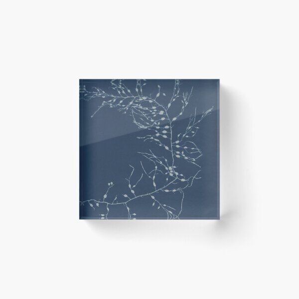 Item preview, Cystoseira fibrosa British algae designed and sold by generalbonkers.