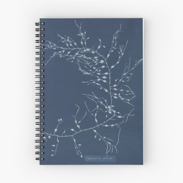 Item preview, Cystoseira fibrosa British algae designed and sold by GeneralBonkers.