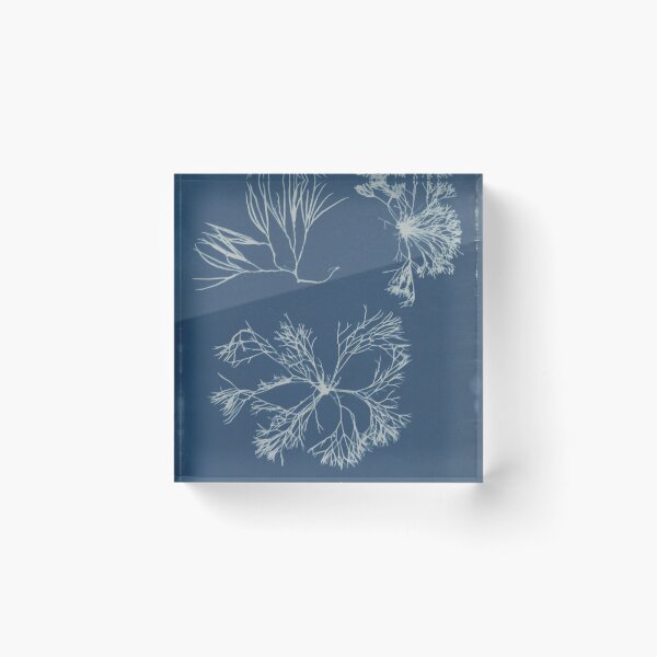 Item preview, Furcellaria fastigiata British algae designed and sold by generalbonkers.