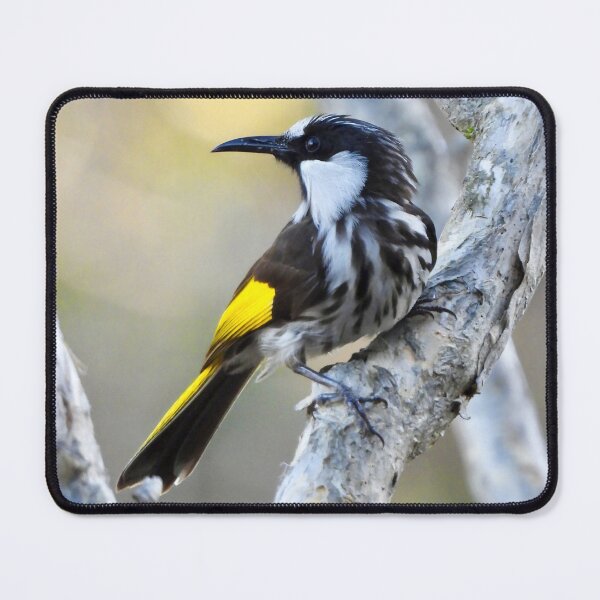 Item preview, White-Cheeked Honeyeater Lake Mckenzie K'gari designed and sold by Mark Grimsley.