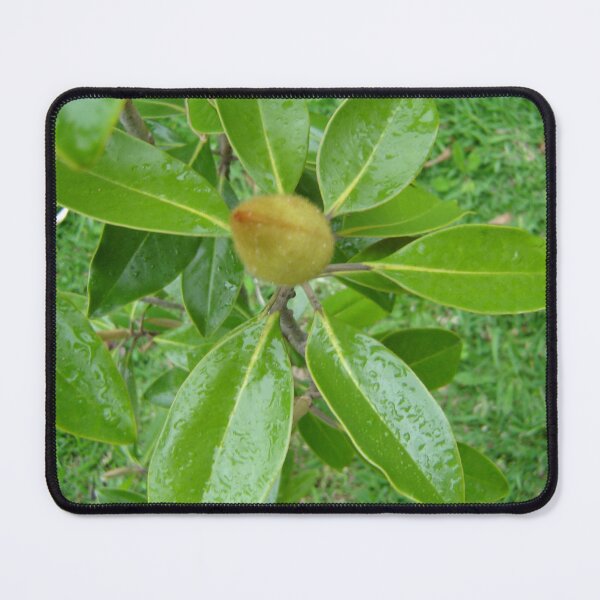 Item preview, Magnolia - before the Majesty designed and sold by KazM.