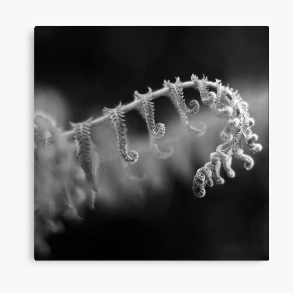Unfurling Canvas Print