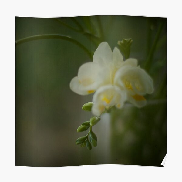 Freesias Poster