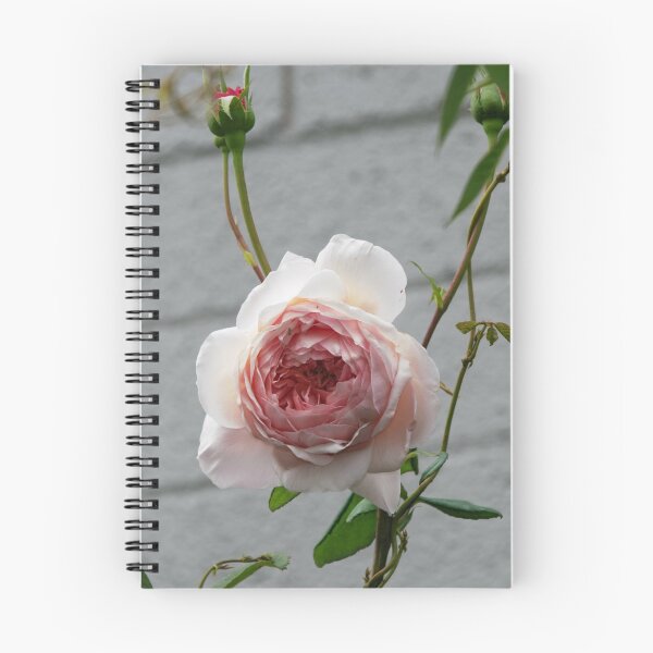 Item preview, Single Rose Leith Park Victoria 20180430 2677  designed and sold by Fred Mitchell.