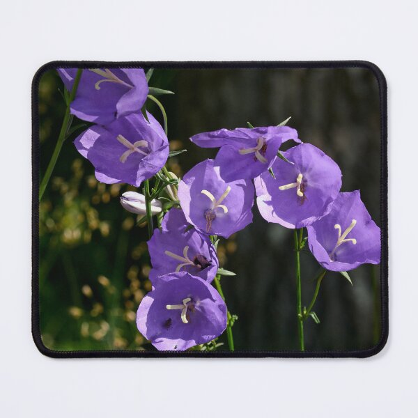 Item preview, Peach-leaved Bellflower designed and sold by Jouko Lehto Photography.
