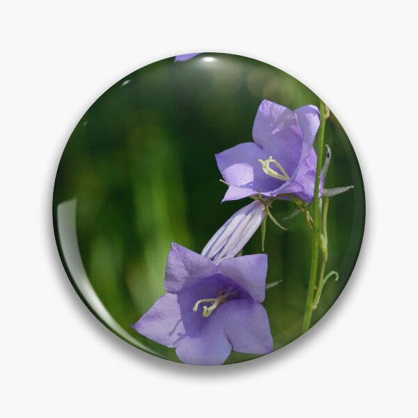 Item preview, About Trio Bell. Peach-leaved Bellflower designed and sold by Jouko Lehto Photography.