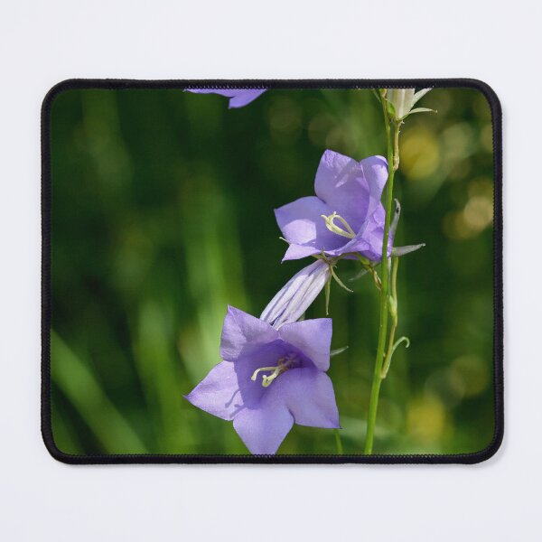 Item preview, About Trio Bell. Peach-leaved Bellflower designed and sold by Jouko Lehto Photography.