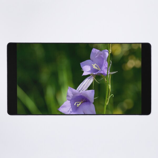 Item preview, About Trio Bell. Peach-leaved Bellflower designed and sold by Jouko Lehto Photography.