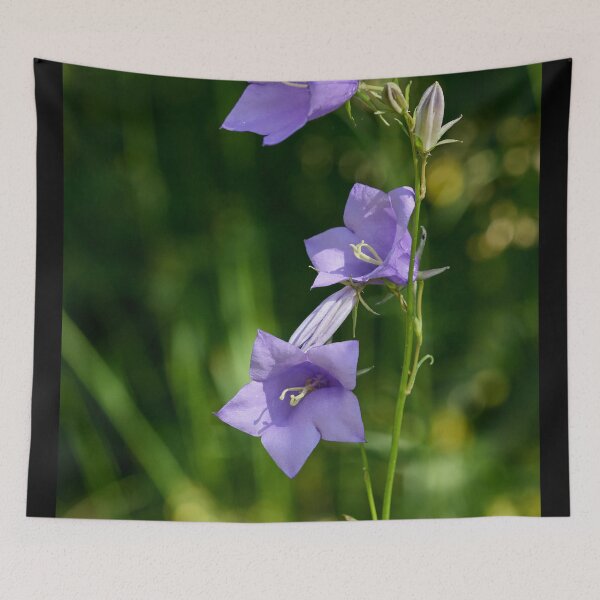 Item preview, About Trio Bell. Peach-leaved Bellflower designed and sold by Jouko Lehto Photography.