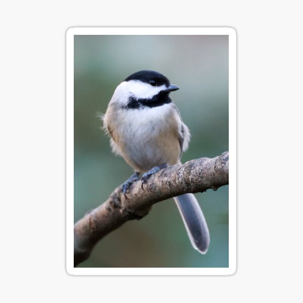 Item preview, Chickadee designed and sold by Christopher Paquette Photography.