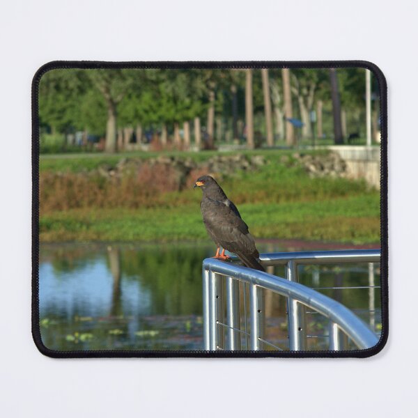 Item preview,  Snail Kite designed and sold by MercerImages.