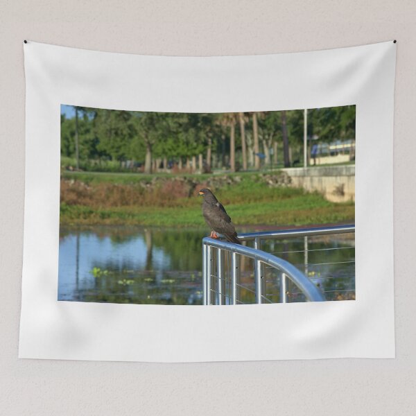 Item preview,  Snail Kite designed and sold by MercerImages.