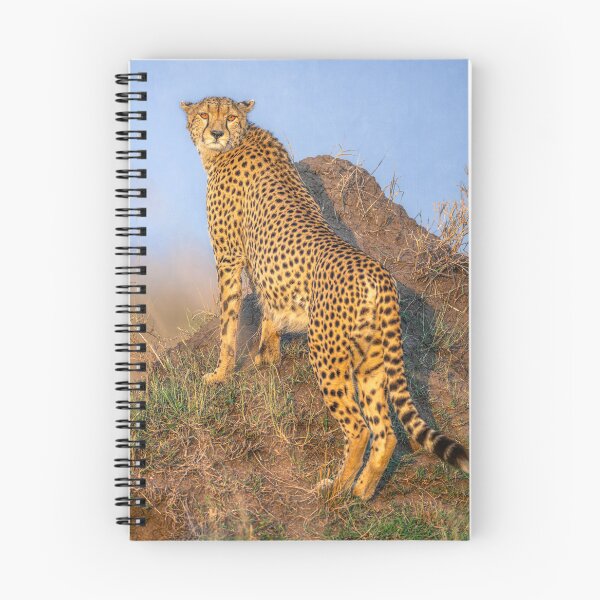 Item preview, Cheetah Scanning for Prey 2 Kenya designed and sold by PhotoArt by Joan Carroll.