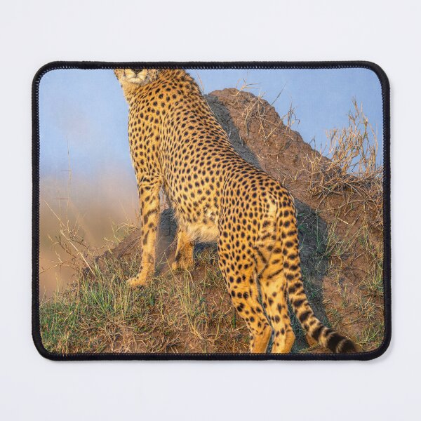 Item preview, Cheetah Scanning for Prey 2 Kenya designed and sold by PhotoArt by Joan Carroll.