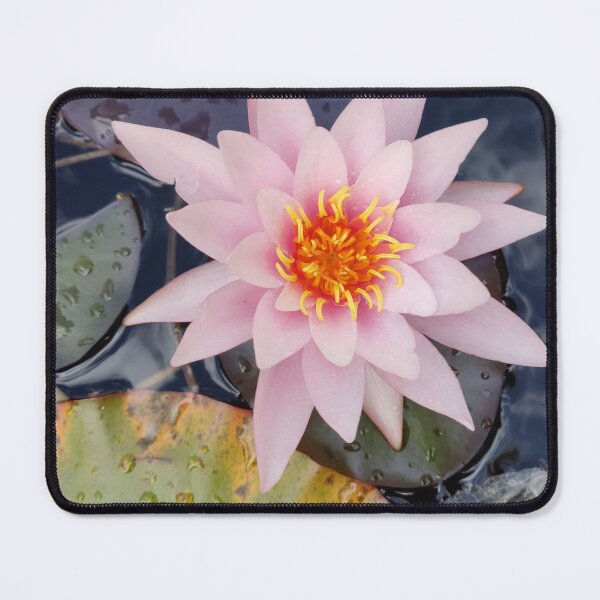 Item preview, Single pink waterlily photograph designed and sold by esvb.