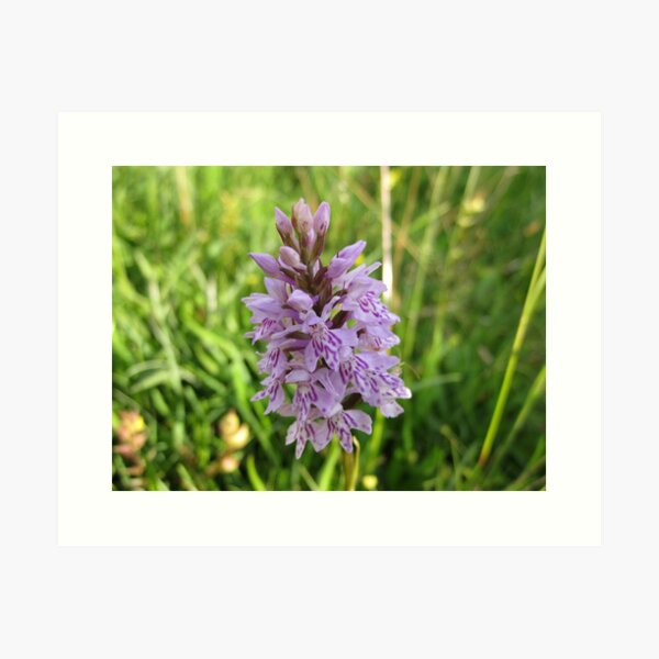 Item preview, Common Spotted Orchid designed and sold by John Quinn.