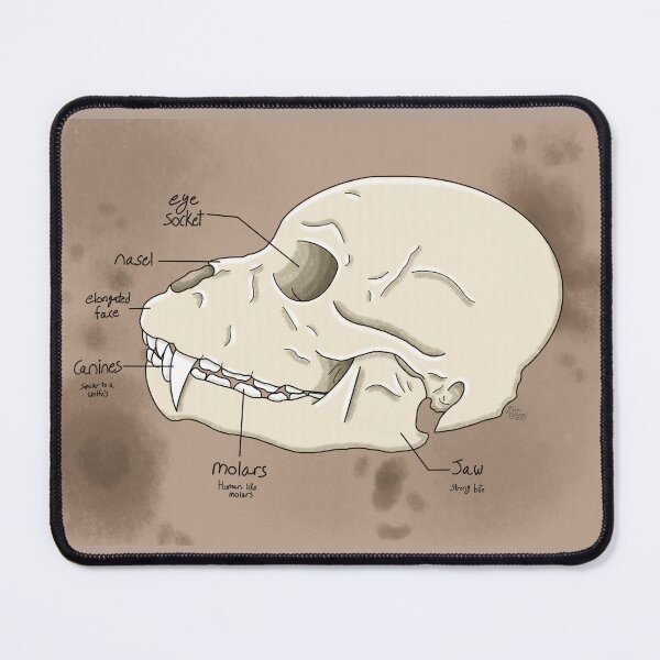 Item preview, Werewolf Skull Diagram - Lonely Vampire 3rd Year Anniversary  designed and sold by Fallen-101.