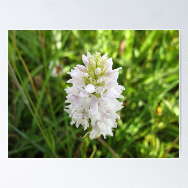 Item preview, O'Kelly's Spotted-orchid  designed and sold by John Quinn.