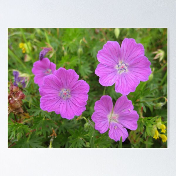 Item preview, Bloody Cranesbill designed and sold by John Quinn.
