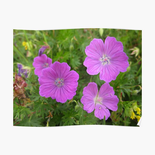 Bloody Cranesbill Poster