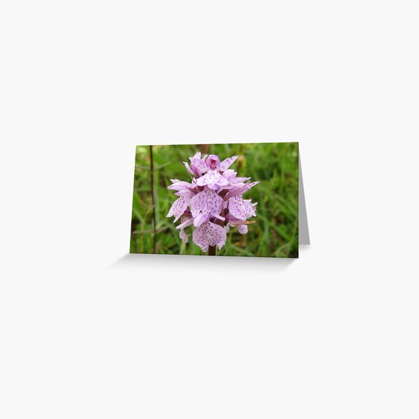 Item preview, Common Spotted Orchid designed and sold by John Quinn.